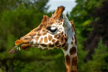 Blair Drummond Safari - (Drive-Thru and Explore)